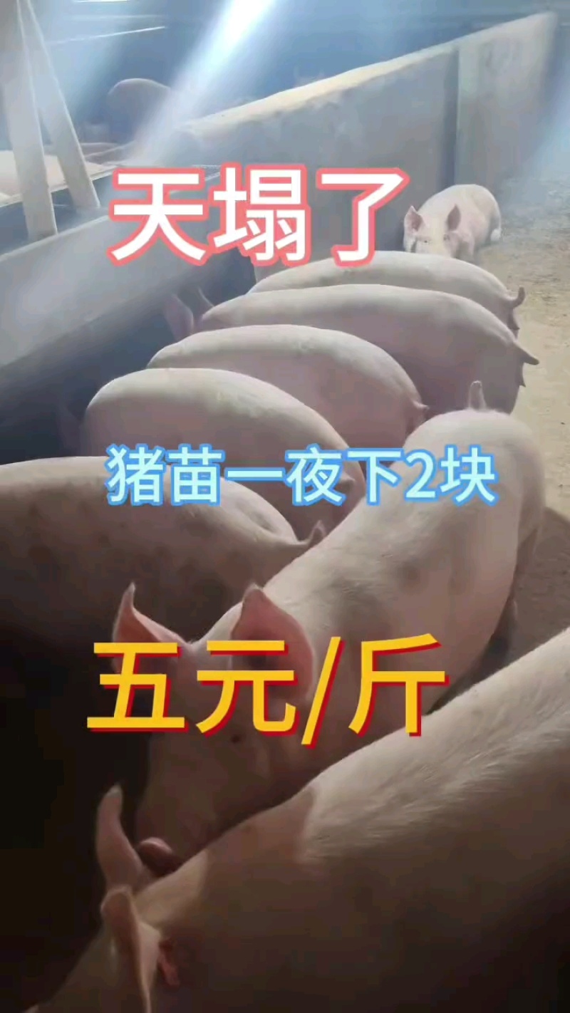 大型猪场常年供应优良仔猪【防疫到位专车运输】