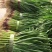 a红根蒜苗大面积种植基地直接供货保质保量欢迎咨