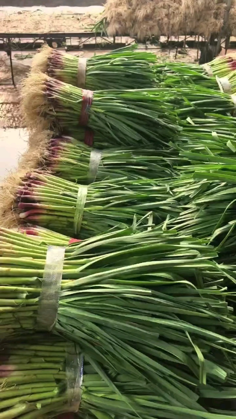a红根蒜苗大面积种植基地直接供货保质保量欢迎咨
