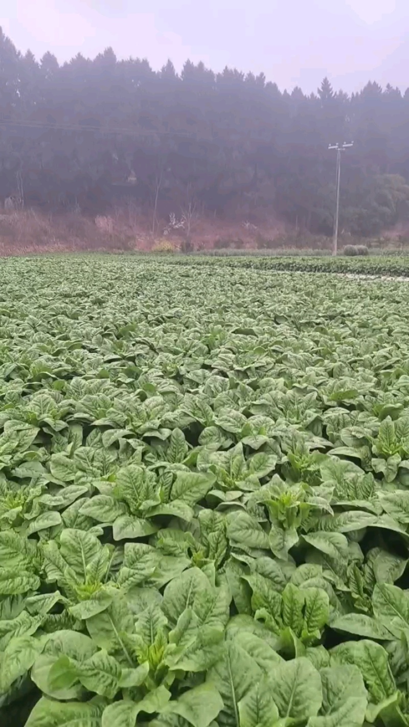 简阳竹筒青莴笋大量上市四川产地直供质量保证量大优惠