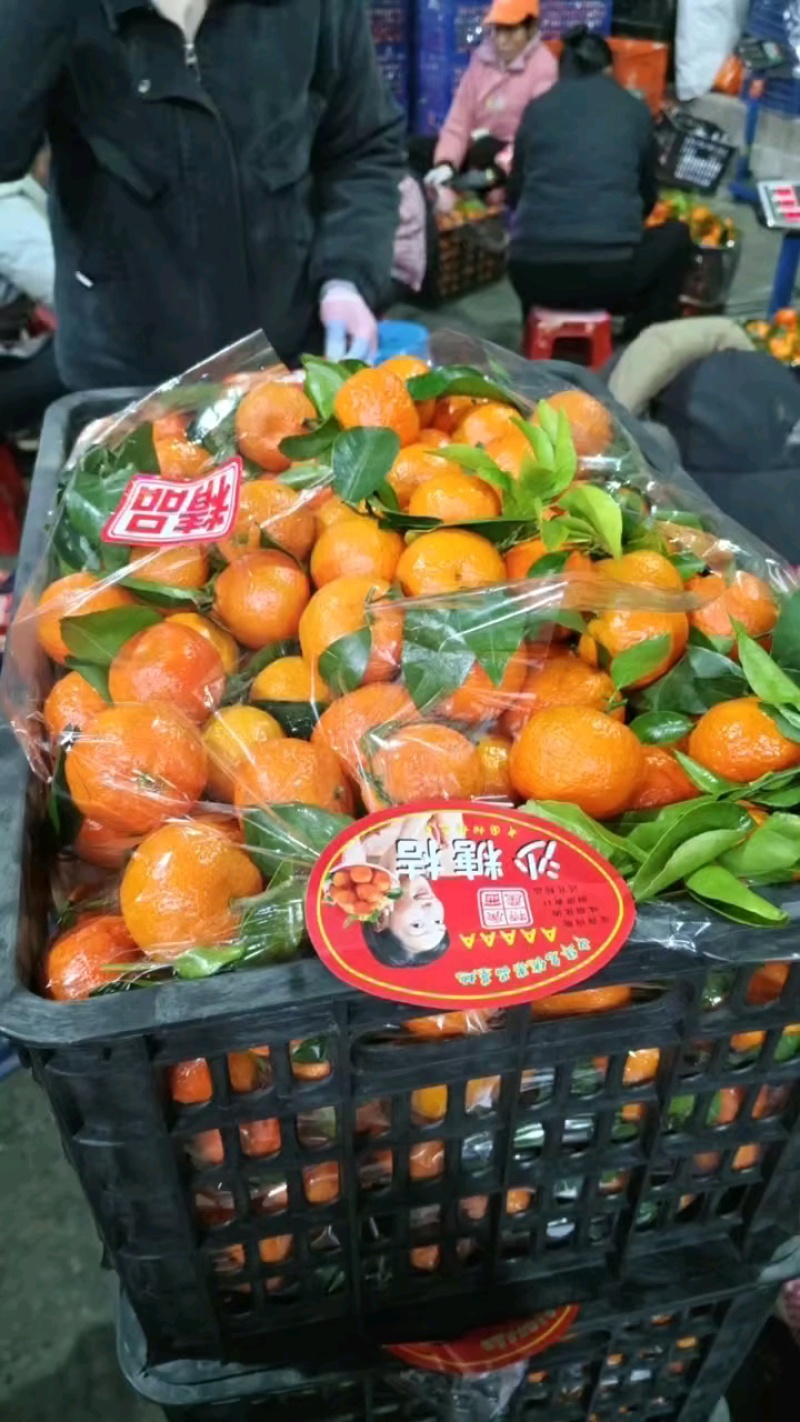广西沙糖桔，纯甜多汁化渣，电商，市场商超，外贸出口