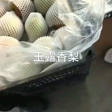 玉露香梨，河北深州，精品货