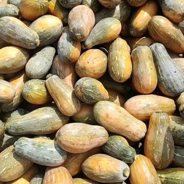 广东密本南瓜，货源充足，产地直发，常年供应电商食堂市场
