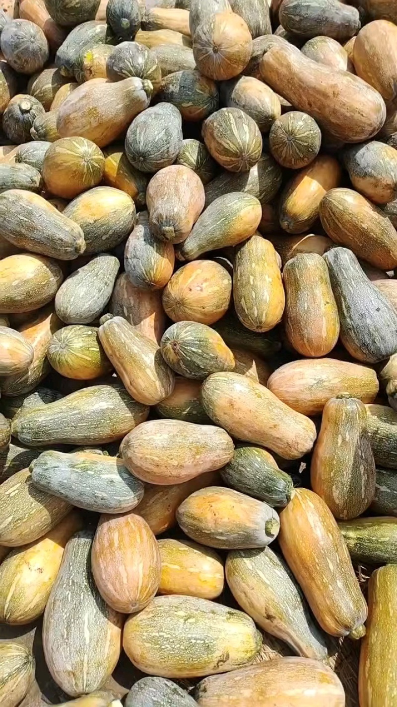 广东密本南瓜，货源充足，产地直发，常年供应电商食堂市场