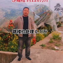 广西精品橘子沙糖桔/量大从优/产地直发/欢迎全国各地果商定购