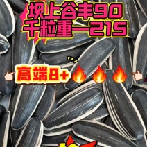 25新新疆新货高端363