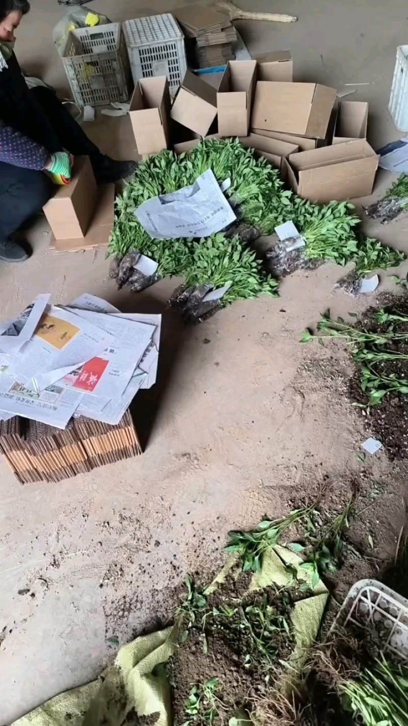 朝天椒苗，线椒苗螺丝椒苗，美人椒苗，皱皮辣椒苗艳红小米辣
