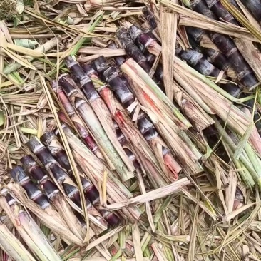 广西脱毒黑皮甘蔗苗种苗节度均匀保技术包成活率价格低