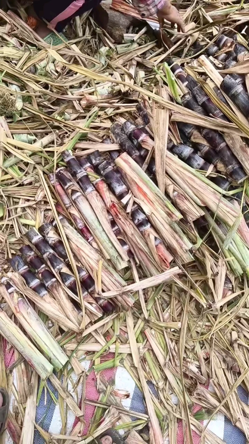 广西脱毒黑皮甘蔗苗种苗节度均匀保技术包成活率价格低