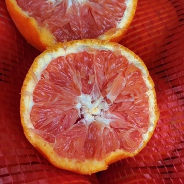湖北纯甜精品血橙中华红橙，塔罗科红橙，产地批发