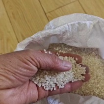 江苏南通5055颗粒饱满，上车价2.3元，大量有货！