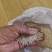 江苏南通5055颗粒饱满，上车价2.3元，大量有货！