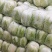 白菜，湖北黄心大白菜，大量供应，产地直发，诚信经营
