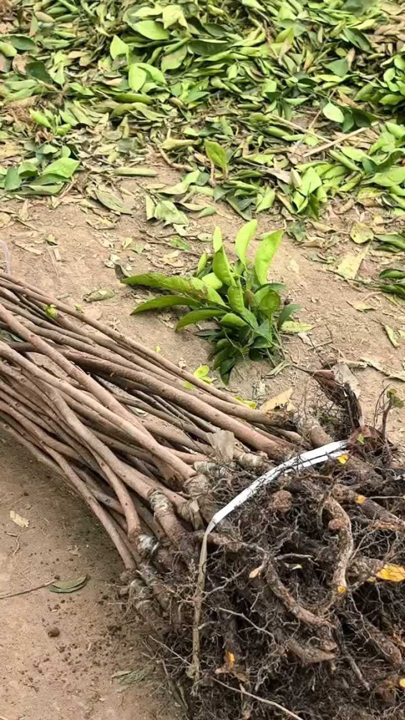 磨盘柿子苗，脆柿苗，太秋甜柿树苗阳丰甜脆柿子苗正品包邮