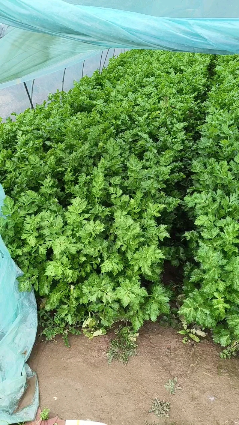 精品西芹一手货源自产自销源头货