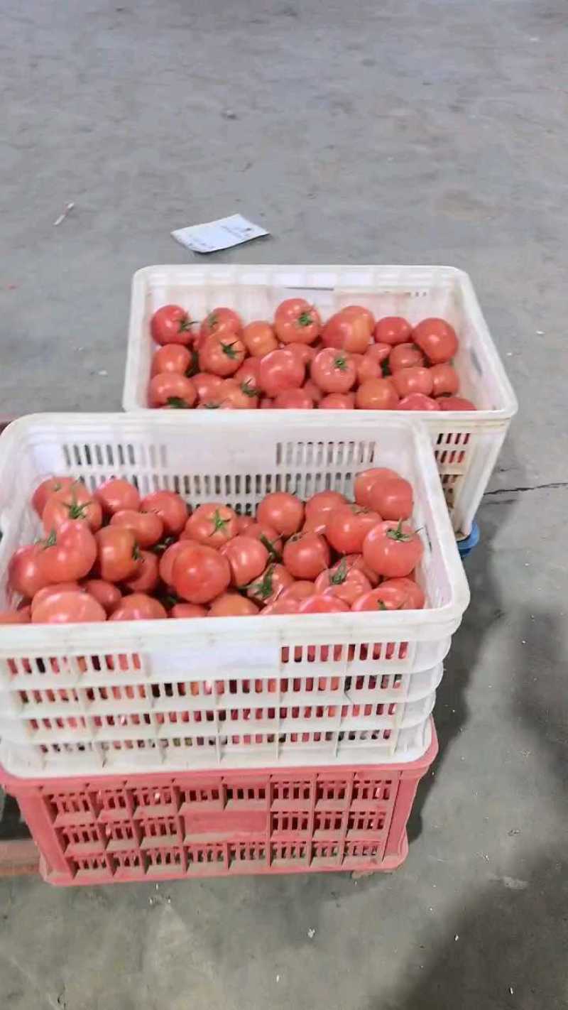 西红柿🍅普罗旺斯品质优价格优势服务理念诚信