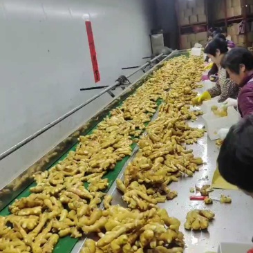 大黄姜生姜产地直供（商超直供）超市加工可常年供应