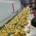 大黄姜生姜产地直供（商超直供）超市加工可常年供应