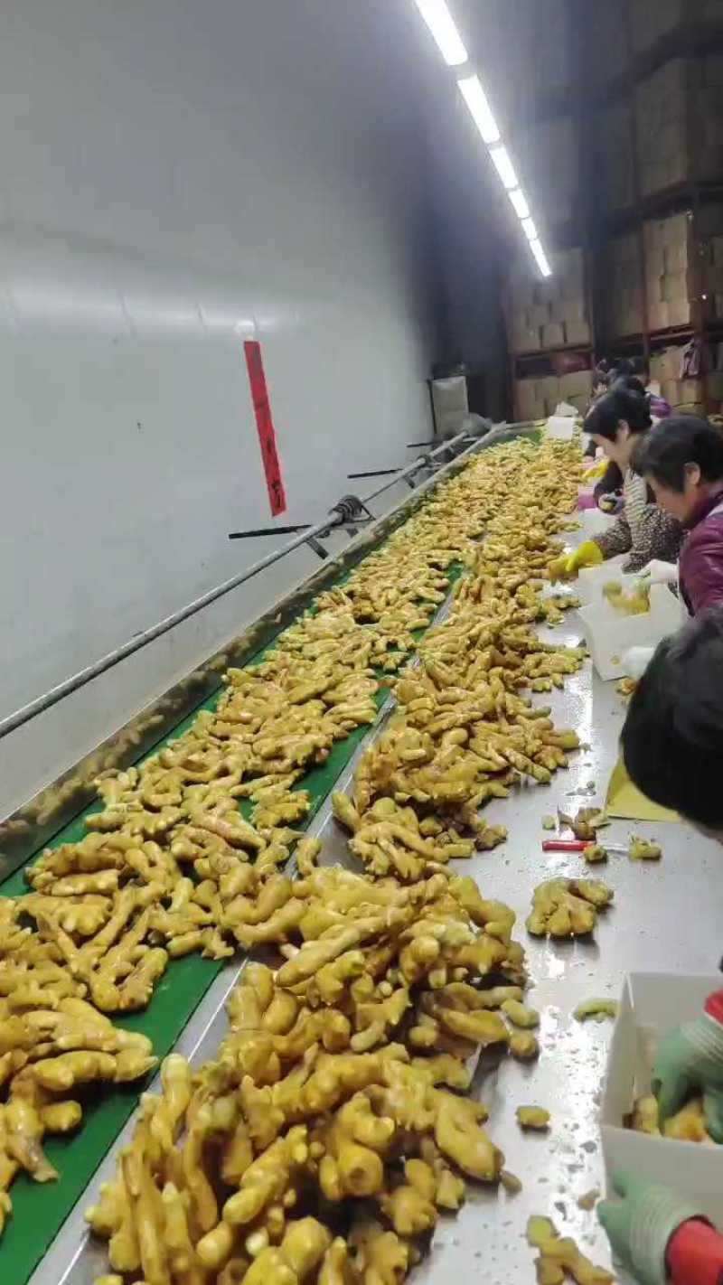 大黄姜生姜产地直供（商超直供）超市加工可常年供应