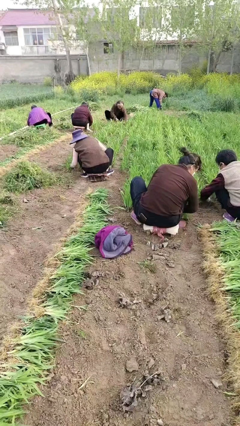 中药材射干苗，可观赏，好种植好管理，效益高