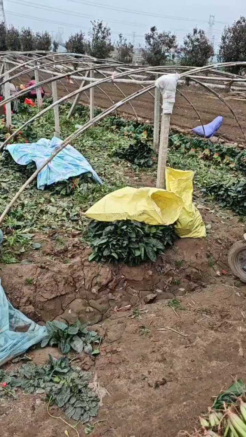 河南焦作精品大叶菠菜，25到30公分，大棚，陆地都有货