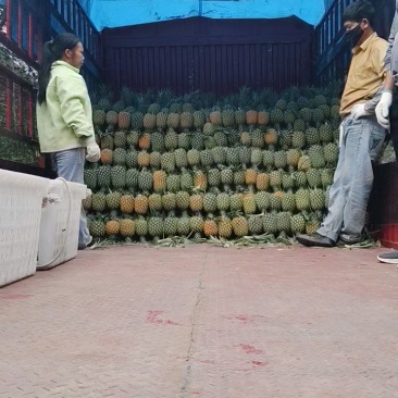 菠萝香水菠萝产地直发全国发货可视频看货