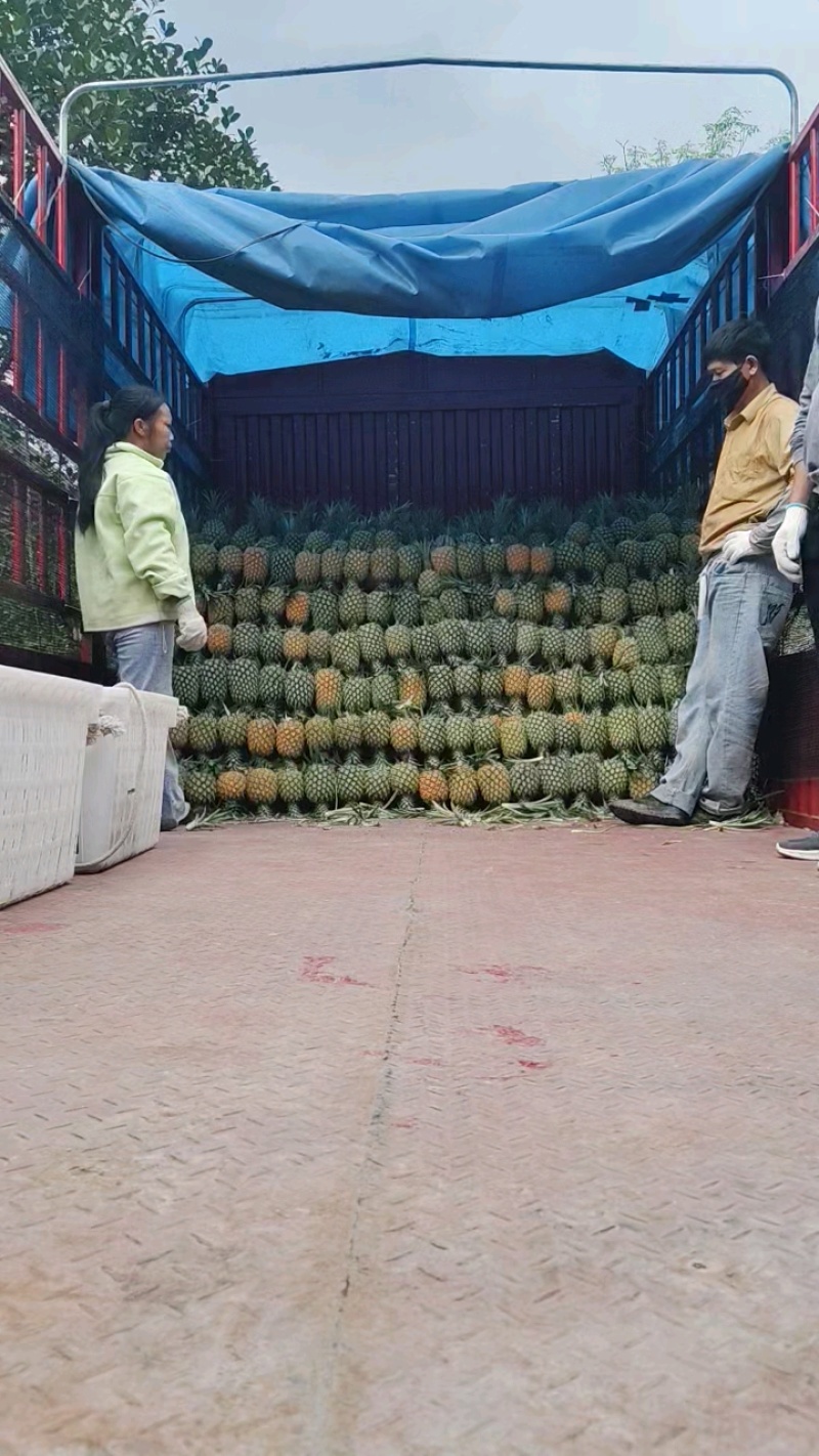 菠萝香水菠萝产地直发全国发货可视频看货