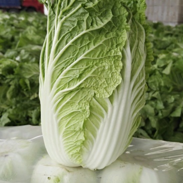 山东精品白菜