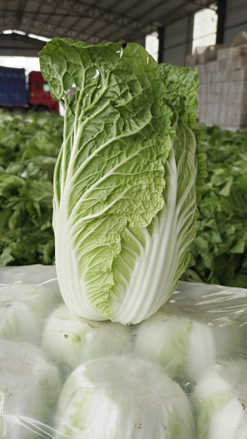 山东精品白菜