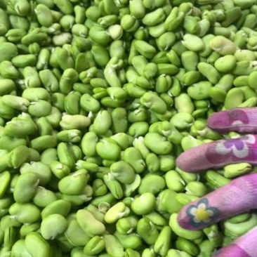 高原蚕豆米