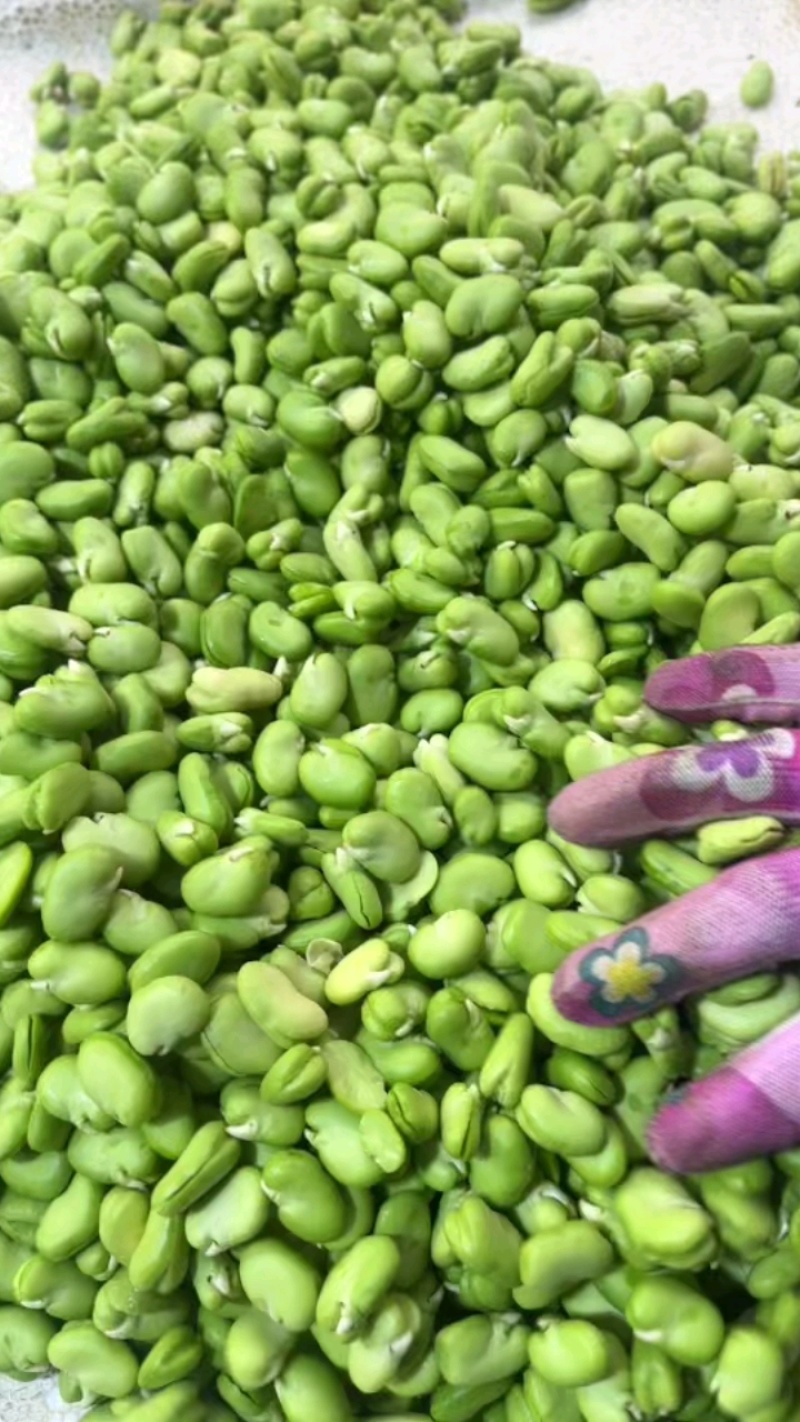 高原蚕豆米