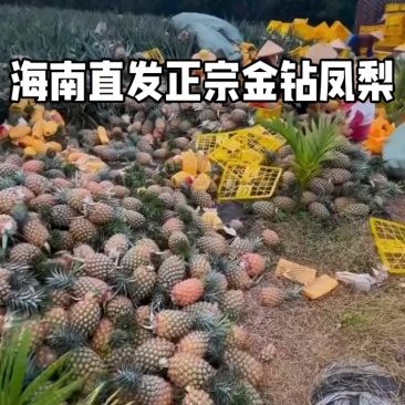 包邮5斤大果海南直发正宗金钻凤梨支持一件代发日发万单