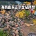 包邮5斤大果海南直发正宗金钻凤梨支持一件代发日发万单