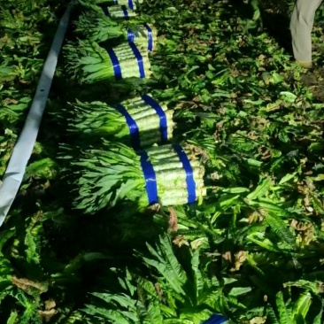 加班出货中，亮货漂亮！
