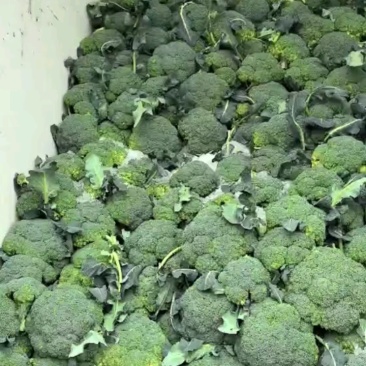 西兰花，小米粒，颜秀西兰花，万亩基地，全国代发代收