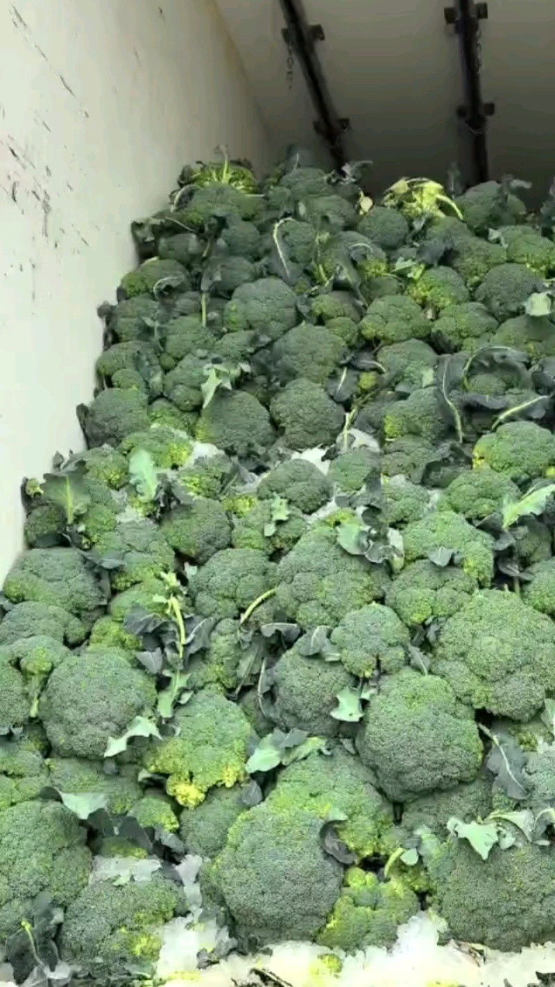 西兰花，小米粒，颜秀西兰花，万亩基地，全国代发代收