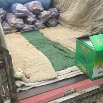 正宗寒亭水果萝卜货源充足