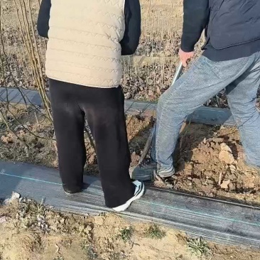 山农酥梨树苗1-3公分皮薄脆甜晚熟梨树苗