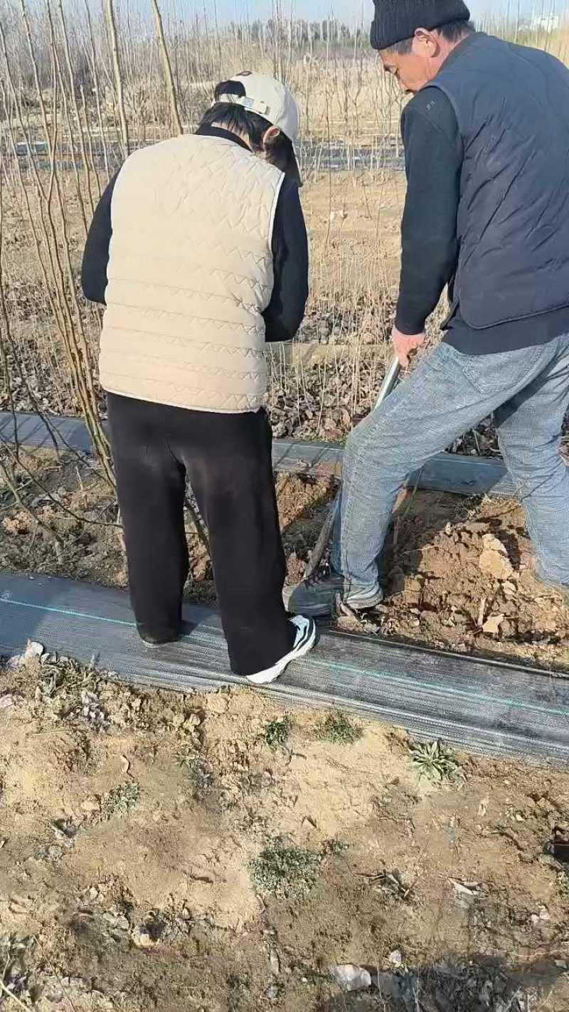 山农酥梨树苗1-3公分皮薄脆甜晚熟梨树苗
