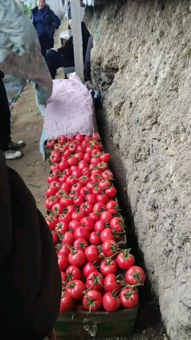 硬粉西红柿