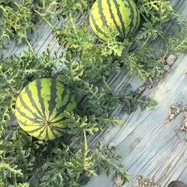 【麒麟西瓜】云南麒麟西瓜皮薄肉多甜