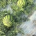 【麒麟西瓜】云南麒麟西瓜皮薄肉多甜