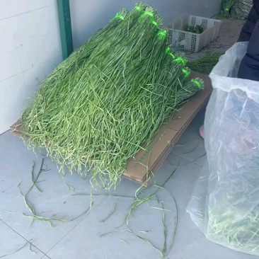 云南高山贡菜