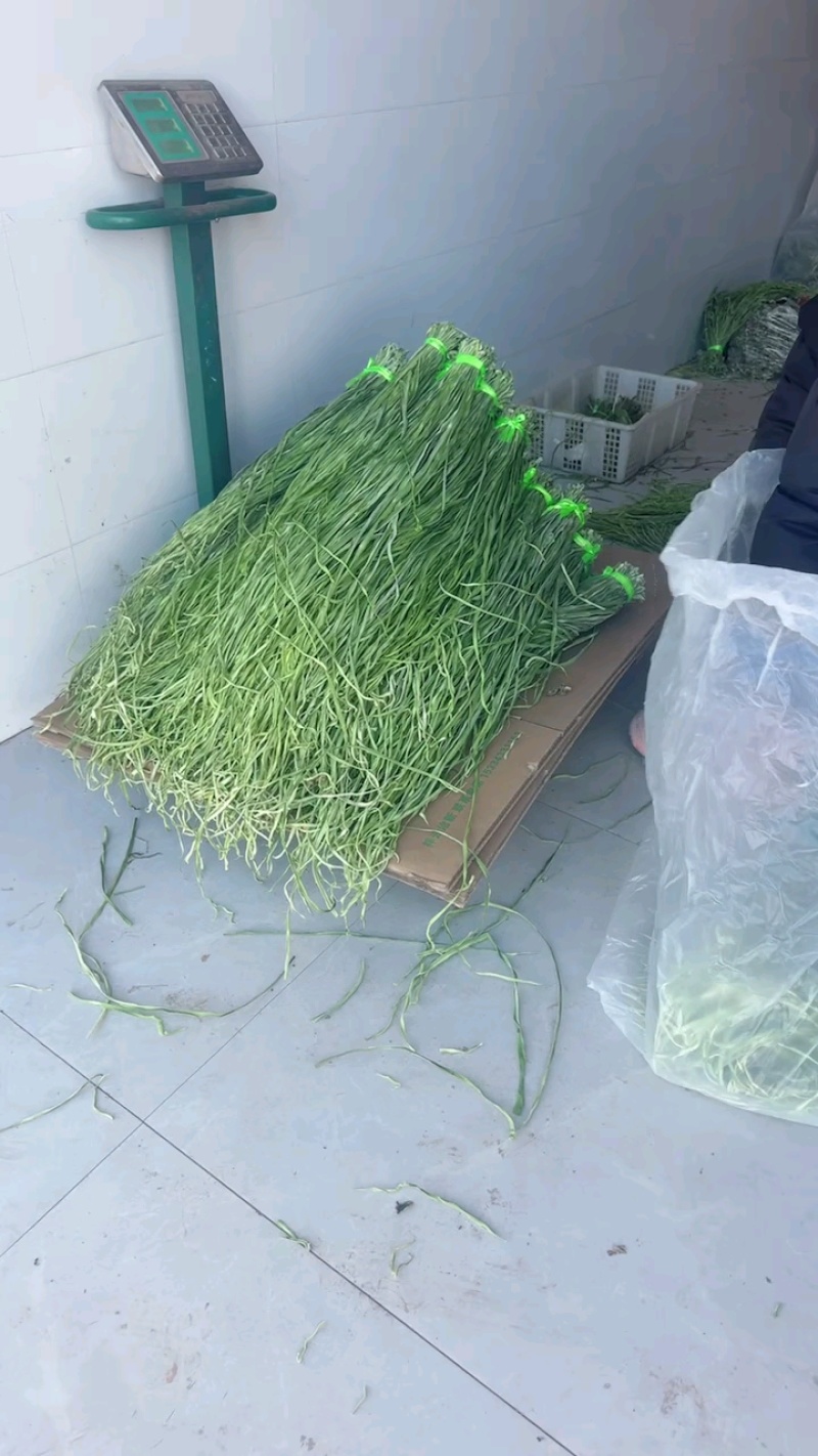 云南高山贡菜