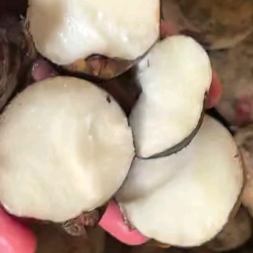 特大马蹄广西马蹄荸荠特大号广西贺州季大果脆甜食材四季生鲜