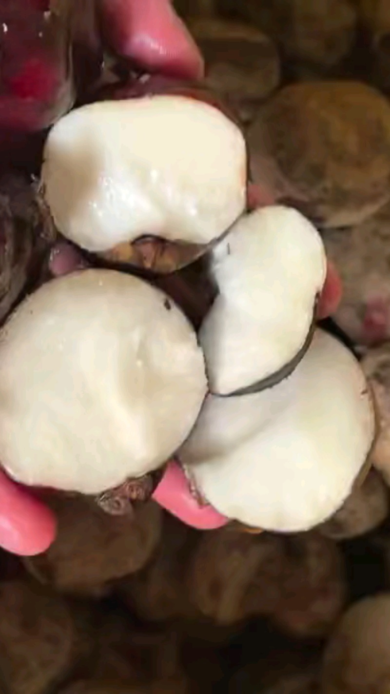 特大马蹄广西马蹄荸荠特大号广西贺州季大果脆甜食材四季生鲜