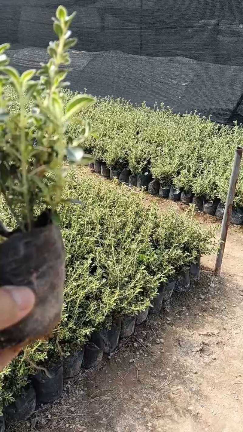 金边六月雪，大小规格袋苗，及各种绿化苗木支持视频看货