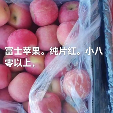 精品山坡红富士苹果。全色。规格7580以上，500万斤