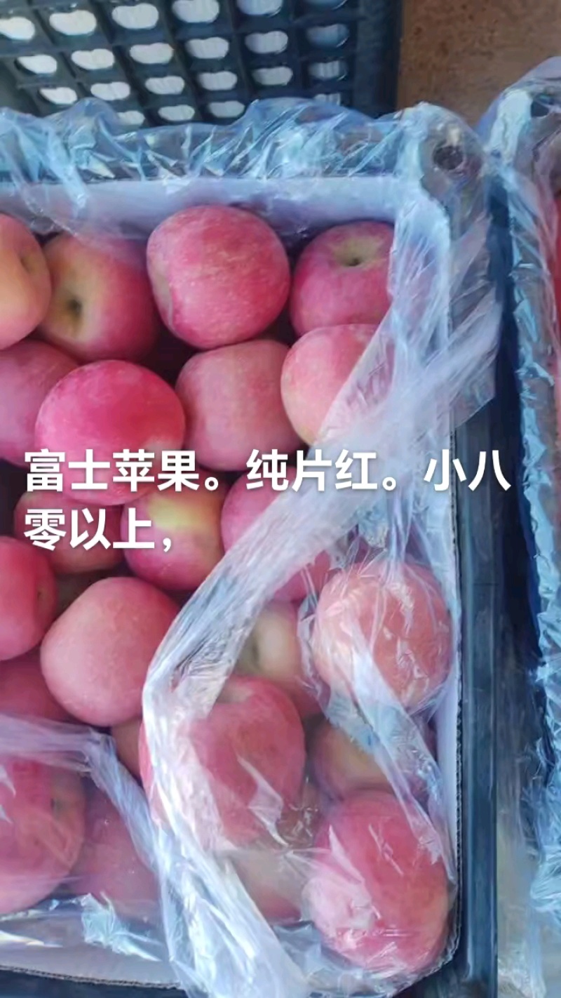 精品山坡红富士苹果。全色。规格7580以上，500万斤