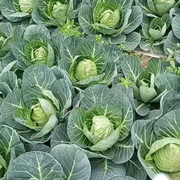 牛心莲花白，脆甜品质，温室直供！